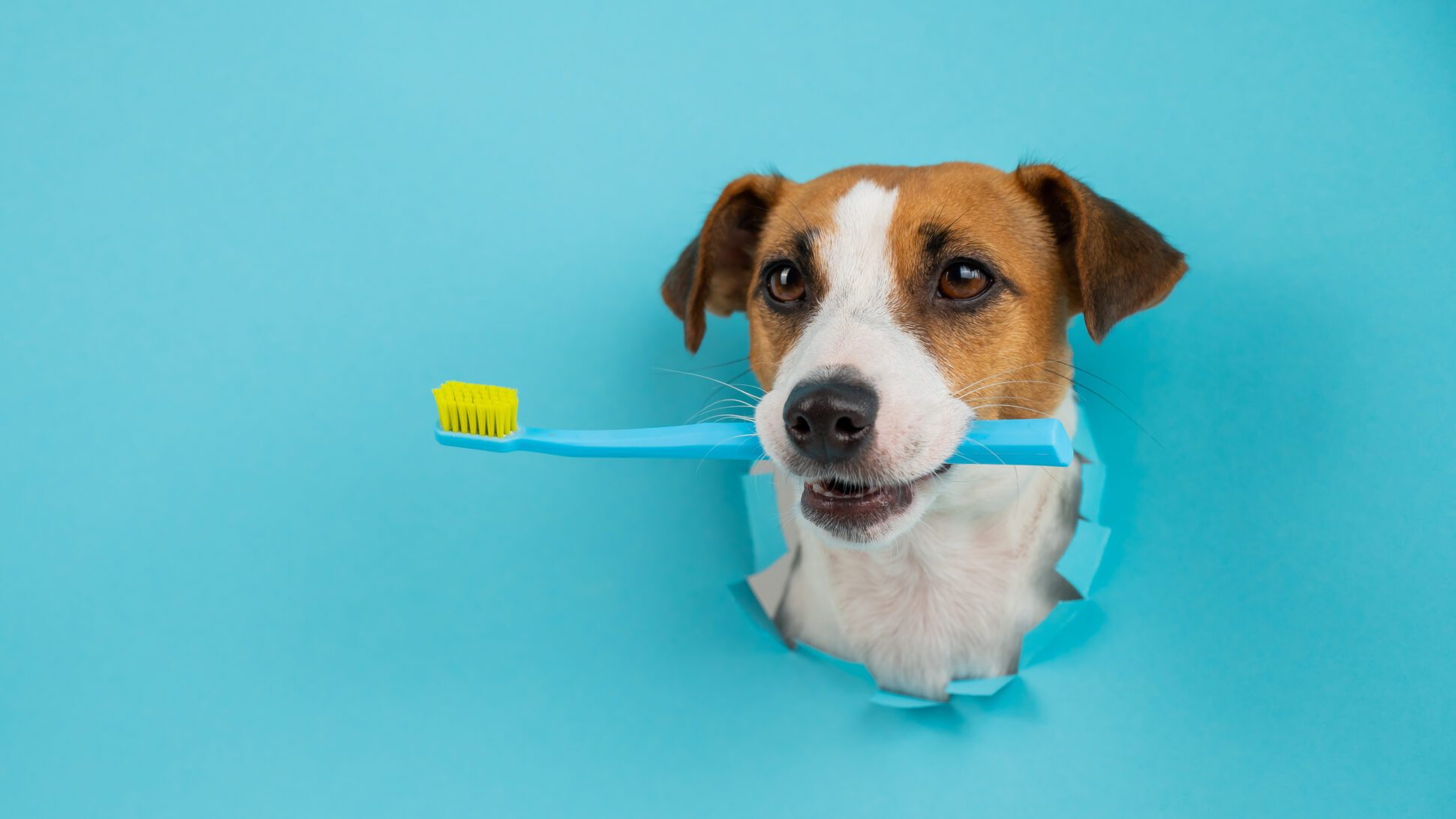 A Jack Russell Terrier holding a toothbrush