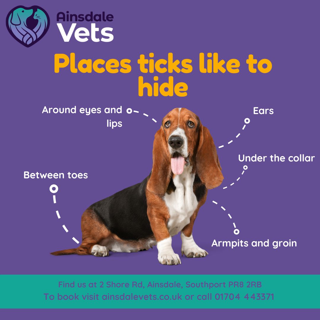 Prevent ticks on pets in Southport