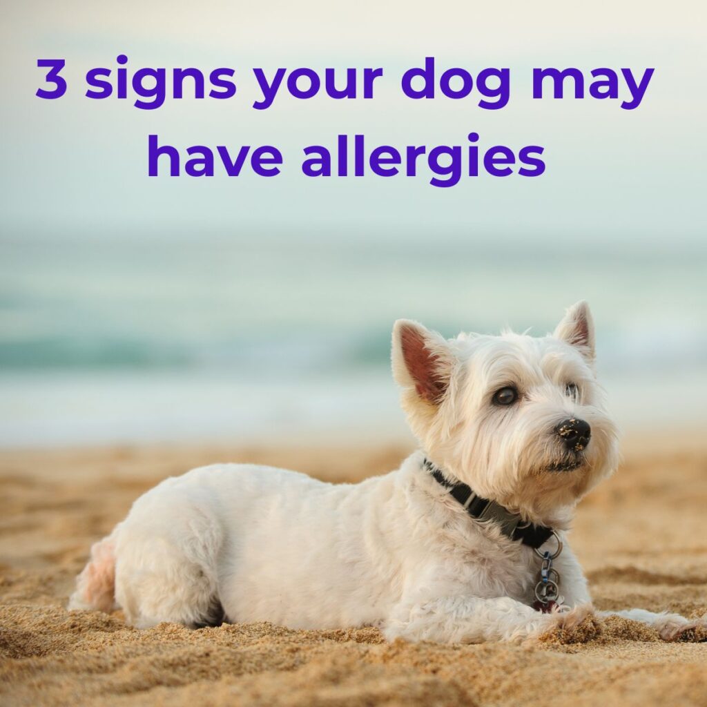 dog on ainsdale beach with allergies