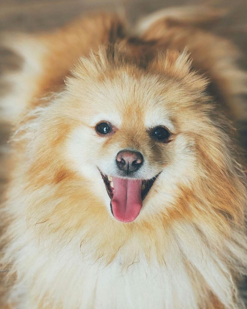 Smiling dog